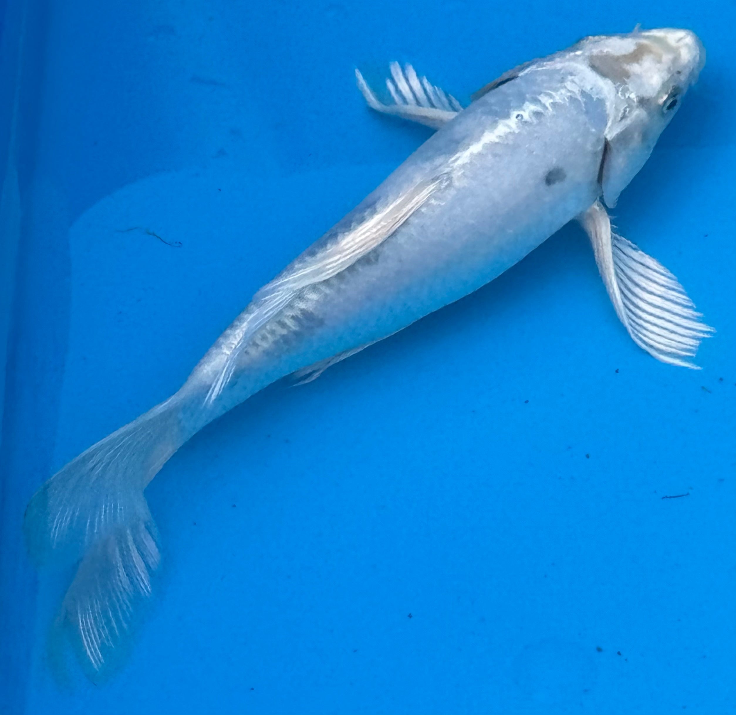 10 inch Gin Matsuba koi — side profile showing silver metallic body
