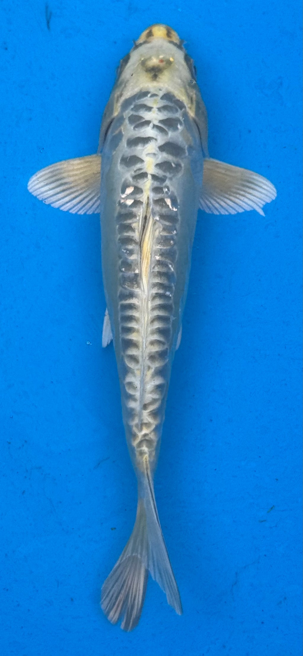 12"+ Kin Kikokuryu Standard Fin Koi — Live Pond Fish [Premium Grade]
