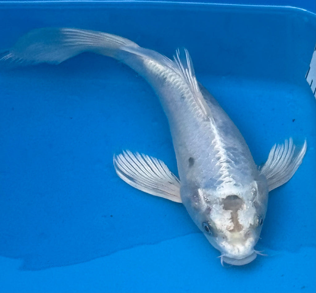 10 inch Gin Matsuba koi — top-down view showing pine-needle reticulation pattern