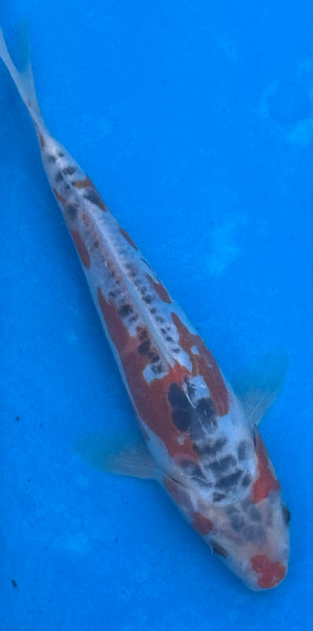 12"+ Showa Sanshoku Standard Fin Koi — Live Pond Fish [Premium Grade]