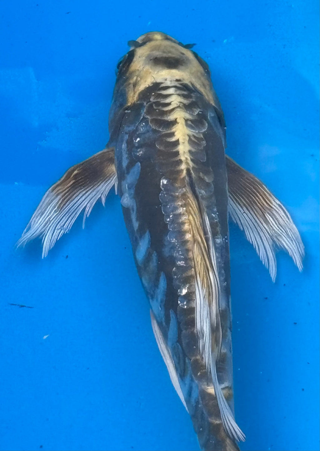 Kumonryu koi — top-down view showing dramatic black and cream pattern