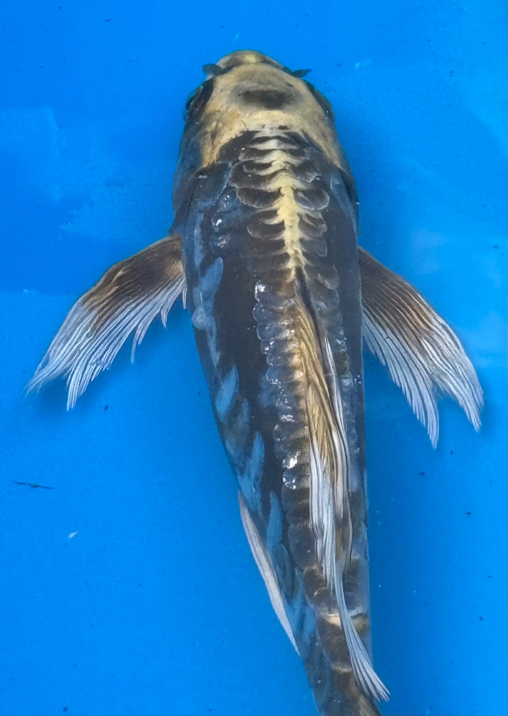 Kumonryu koi — top-down view showing dramatic black and cream pattern