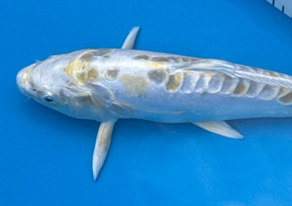 11" Kin Matsuba Standard Fin Koi — Live Pond Fish [Premium Grade]