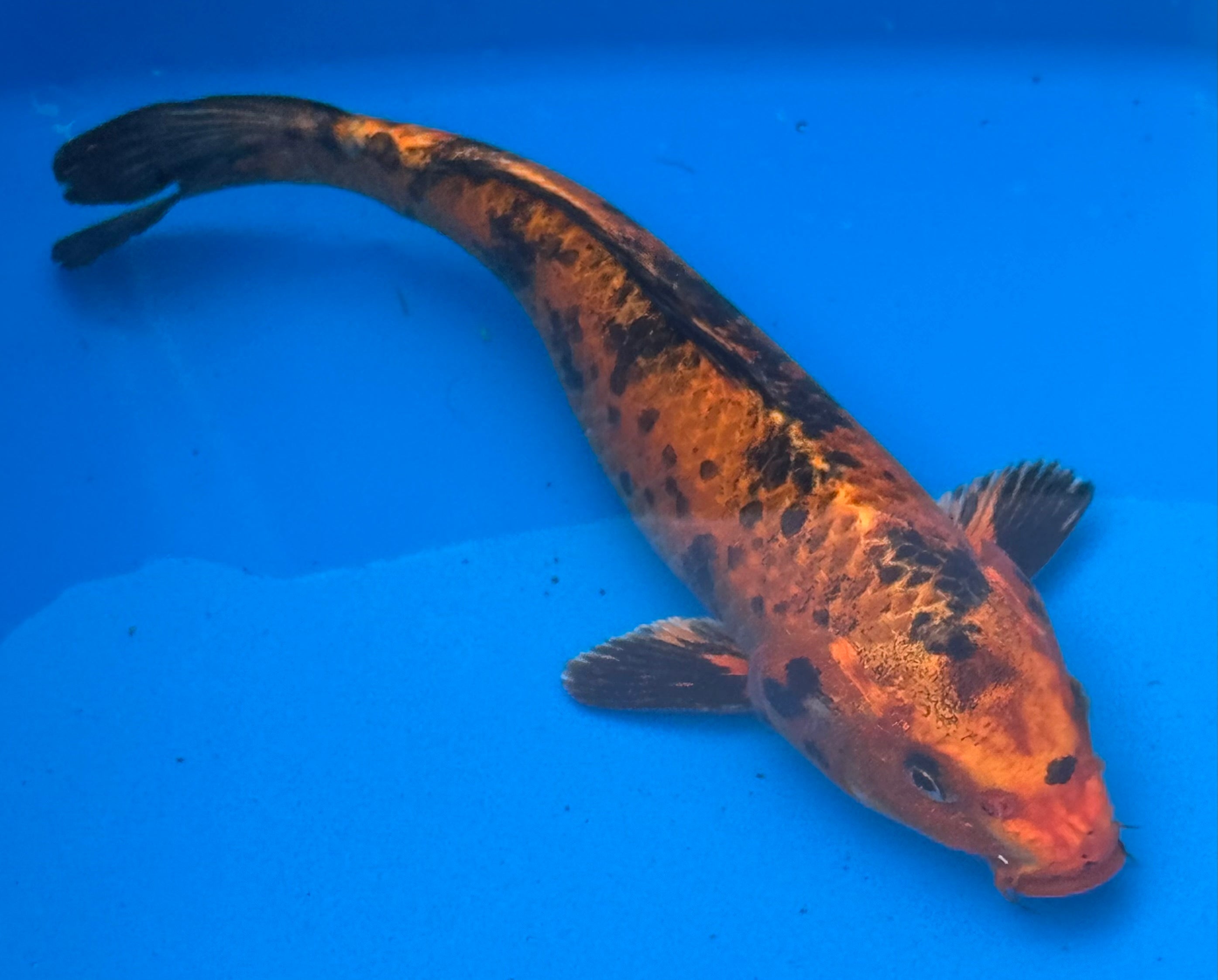 12"+ Hi Showa Standard Fin Koi — Live Pond Fish [Premium Grade]