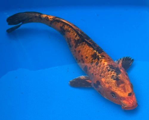 12"+ Hi Showa Standard Fin Koi — Live Pond Fish [Premium Grade]