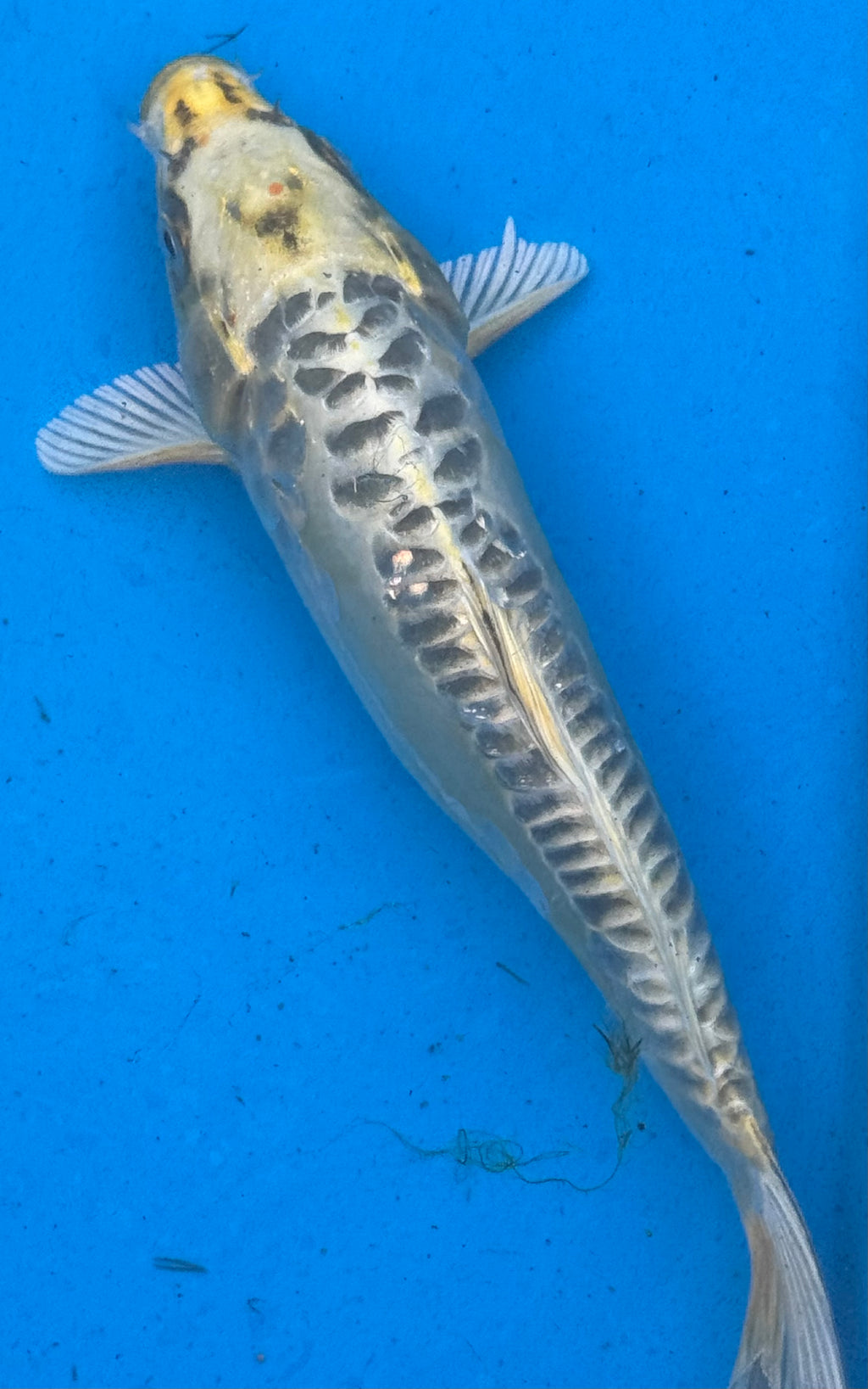 12"+ Kin Kikokuryu Standard Fin Koi — Live Pond Fish [Premium Grade]