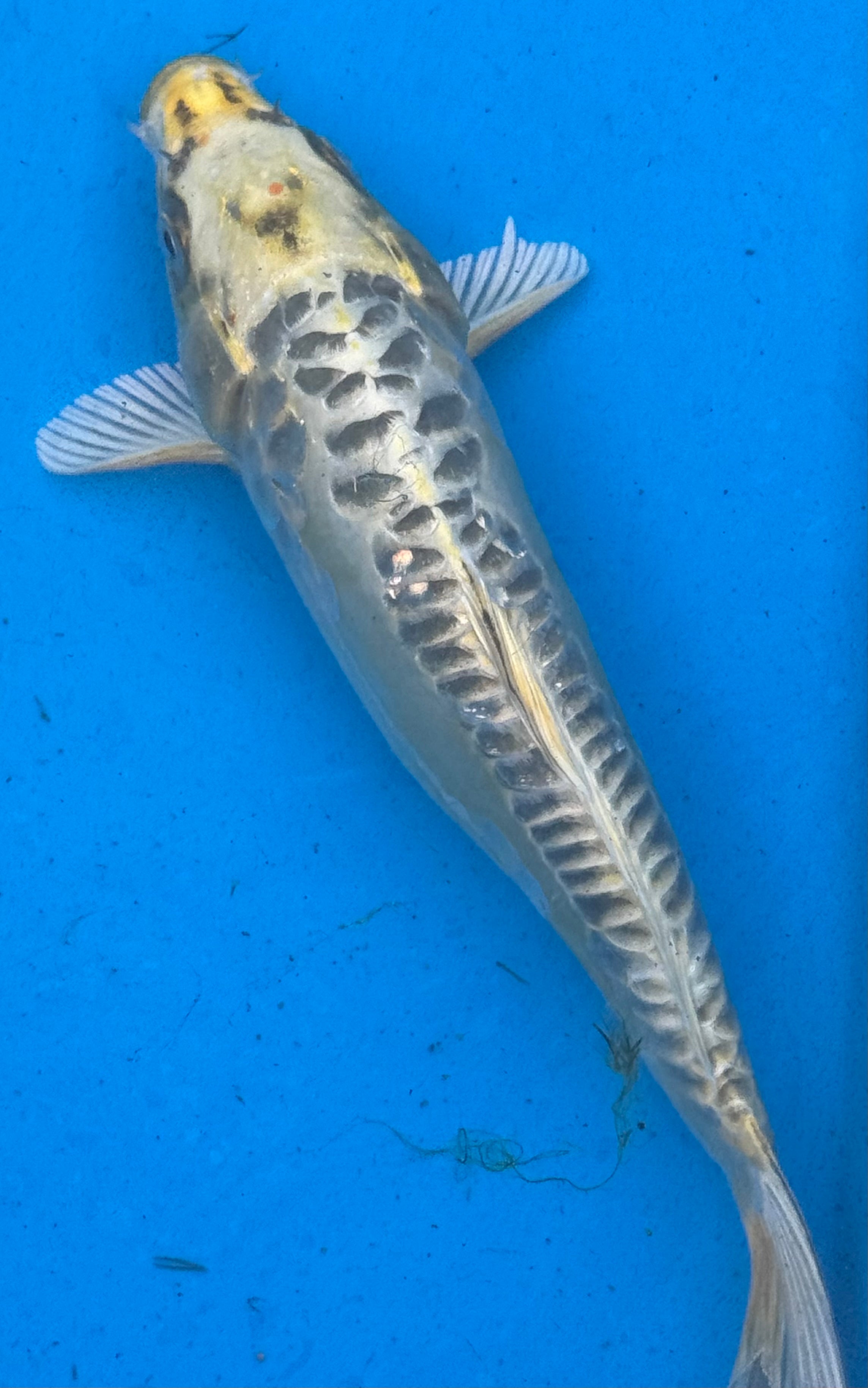 12"+ Kin Kikokuryu Standard Fin Koi — Live Pond Fish [Premium Grade]