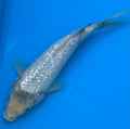12"+ Chagoi Standard Fin Koi — Live Pond Fish [Select Grade]