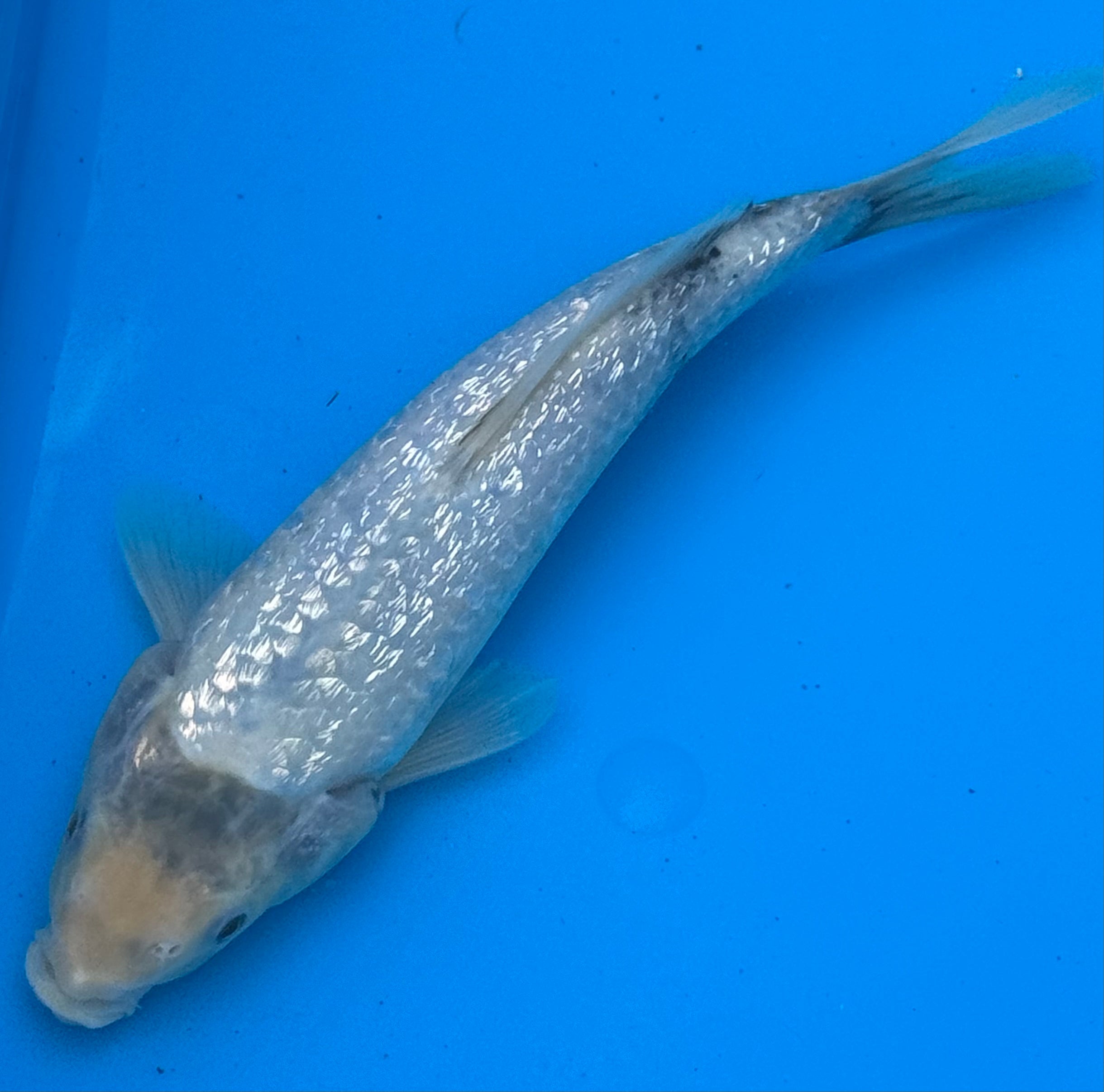 12"+ Chagoi Standard Fin Koi — Live Pond Fish [Select Grade]