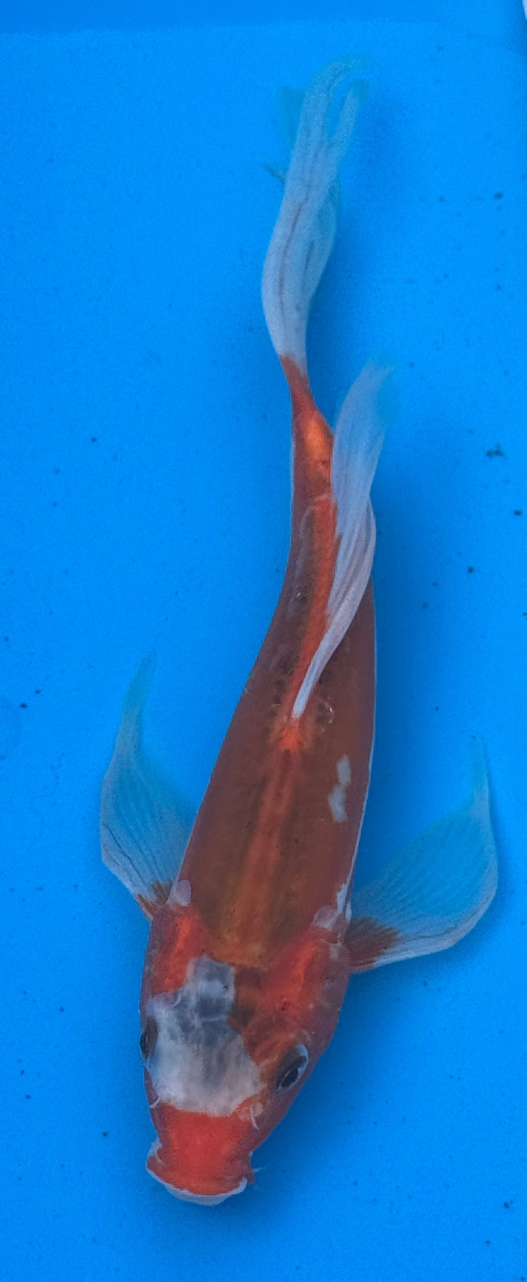 Kohaku butterfly fin koi — three quarter view showing body depth and coloration