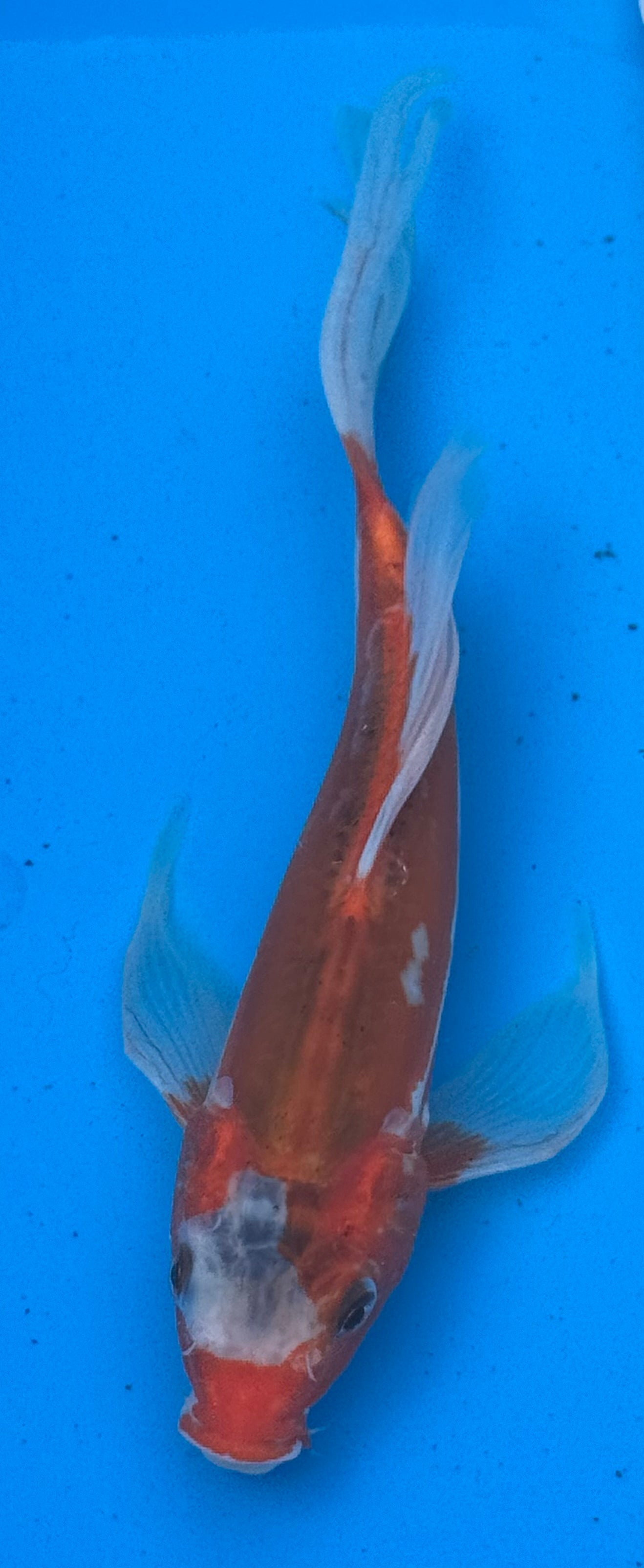 Kohaku butterfly fin koi — three quarter view showing body depth and coloration