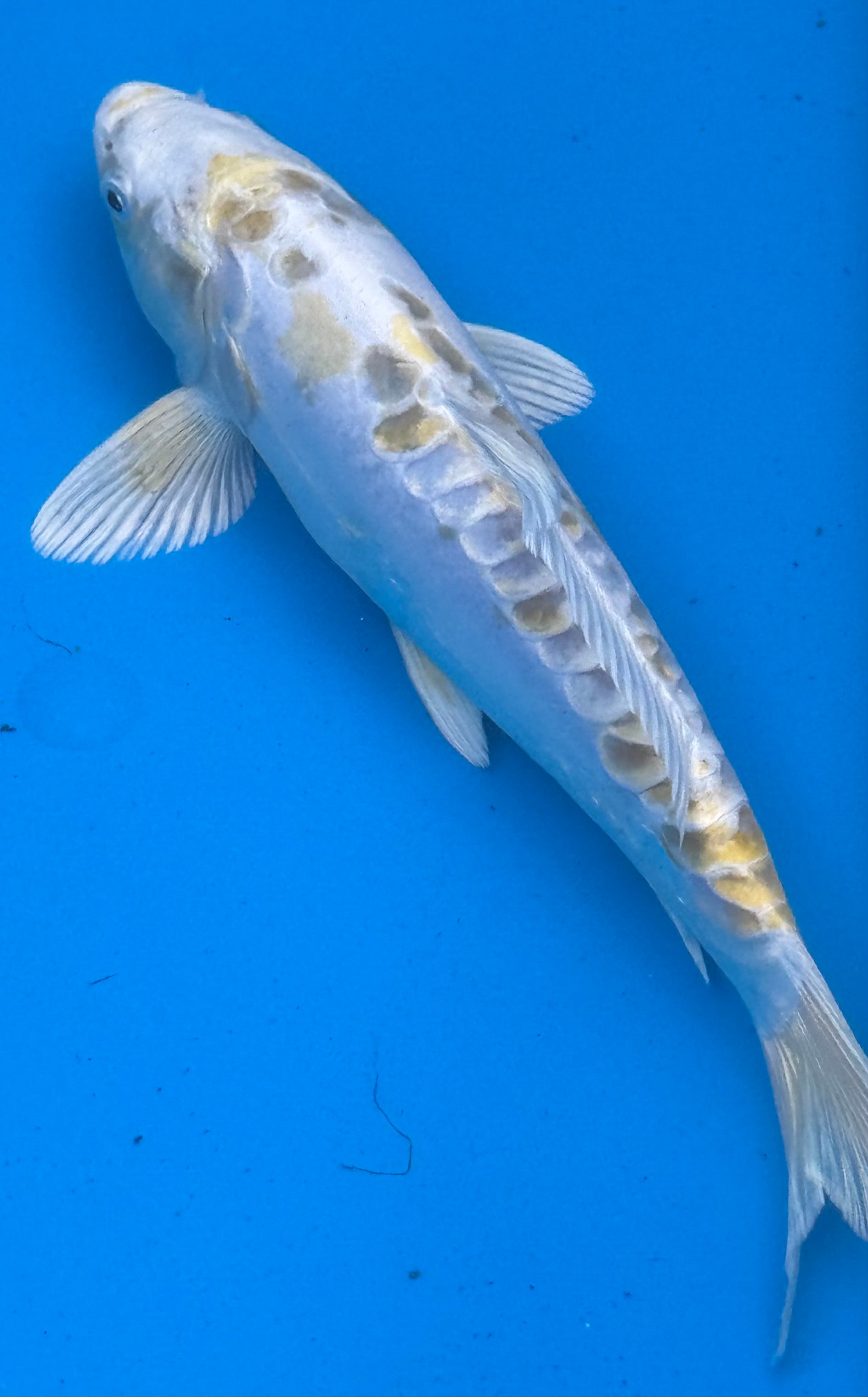 11" Kin Matsuba Standard Fin Koi — Live Pond Fish [Premium Grade]