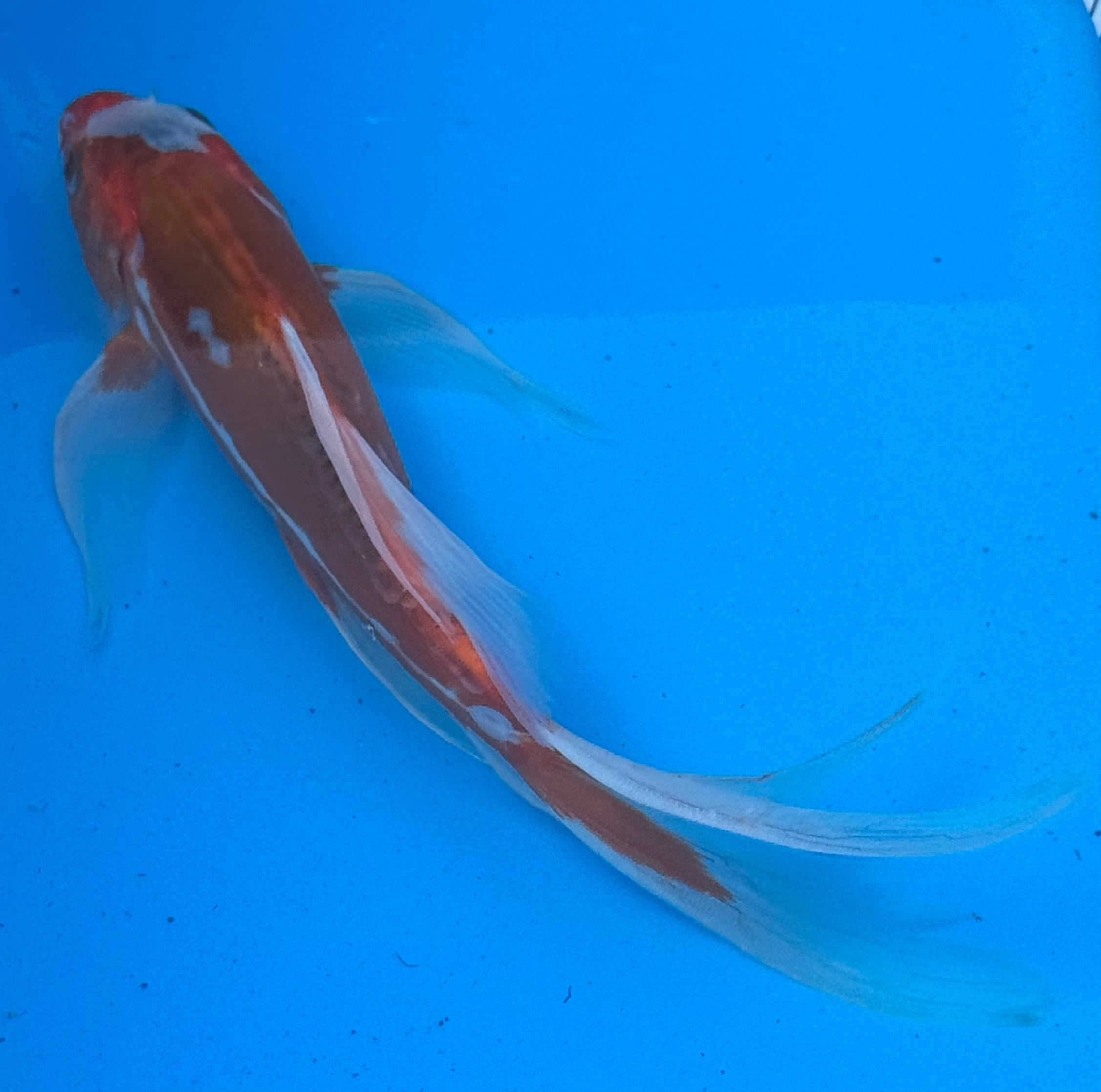 Kohaku butterfly fin koi — side profile showing flowing fins and red pattern