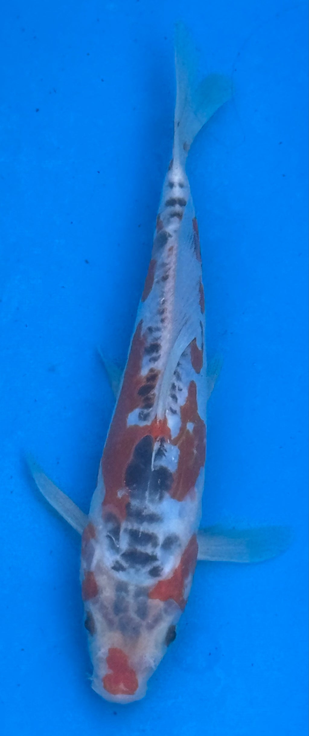 12"+ Showa Sanshoku Standard Fin Koi — Live Pond Fish [Premium Grade]