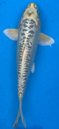 10"-12" Gin Matsuba Premium koi — top-down view showing silver metallic body with bold black reticulated matsuba scale pattern and golden head