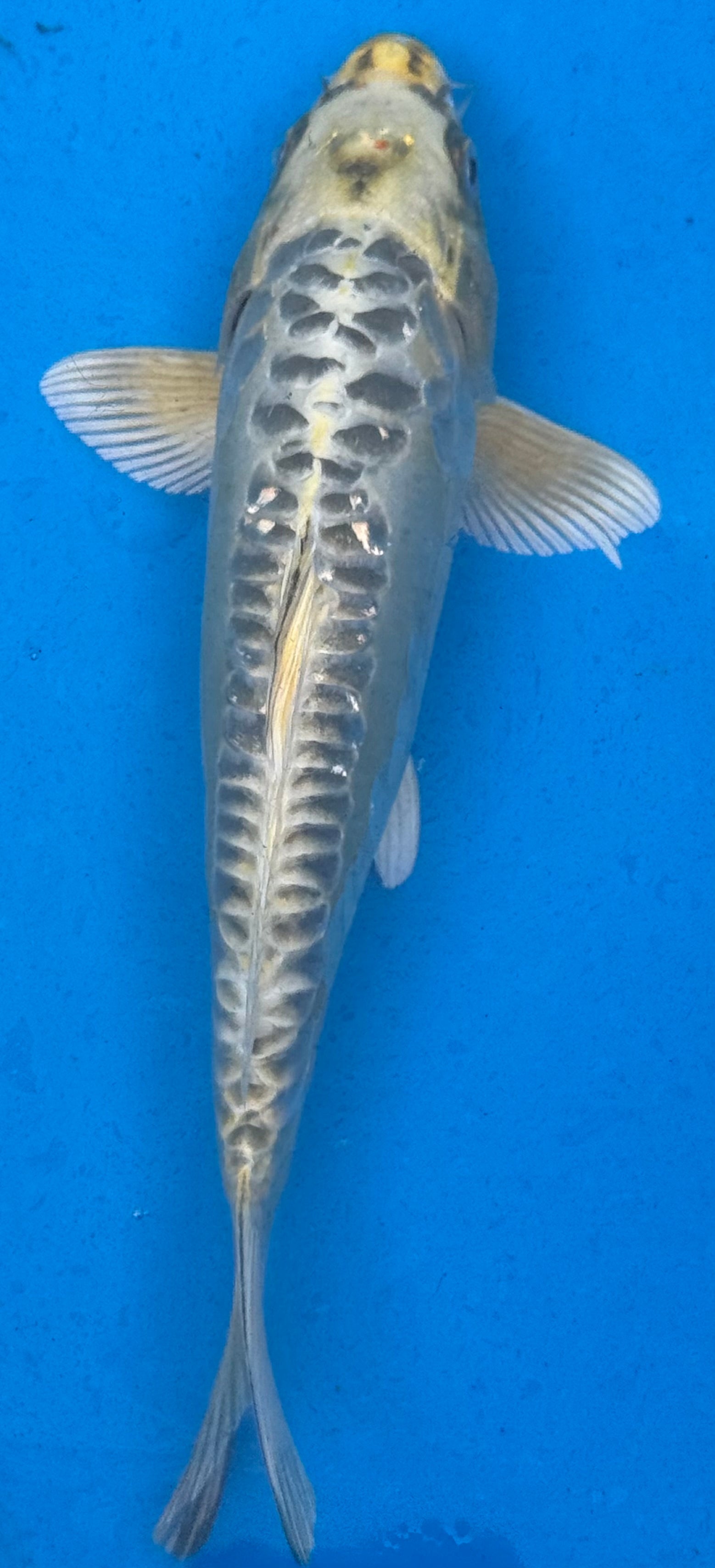 10"-12" Gin Matsuba Premium koi — top-down view showing silver metallic body with bold black reticulated matsuba scale pattern and golden head