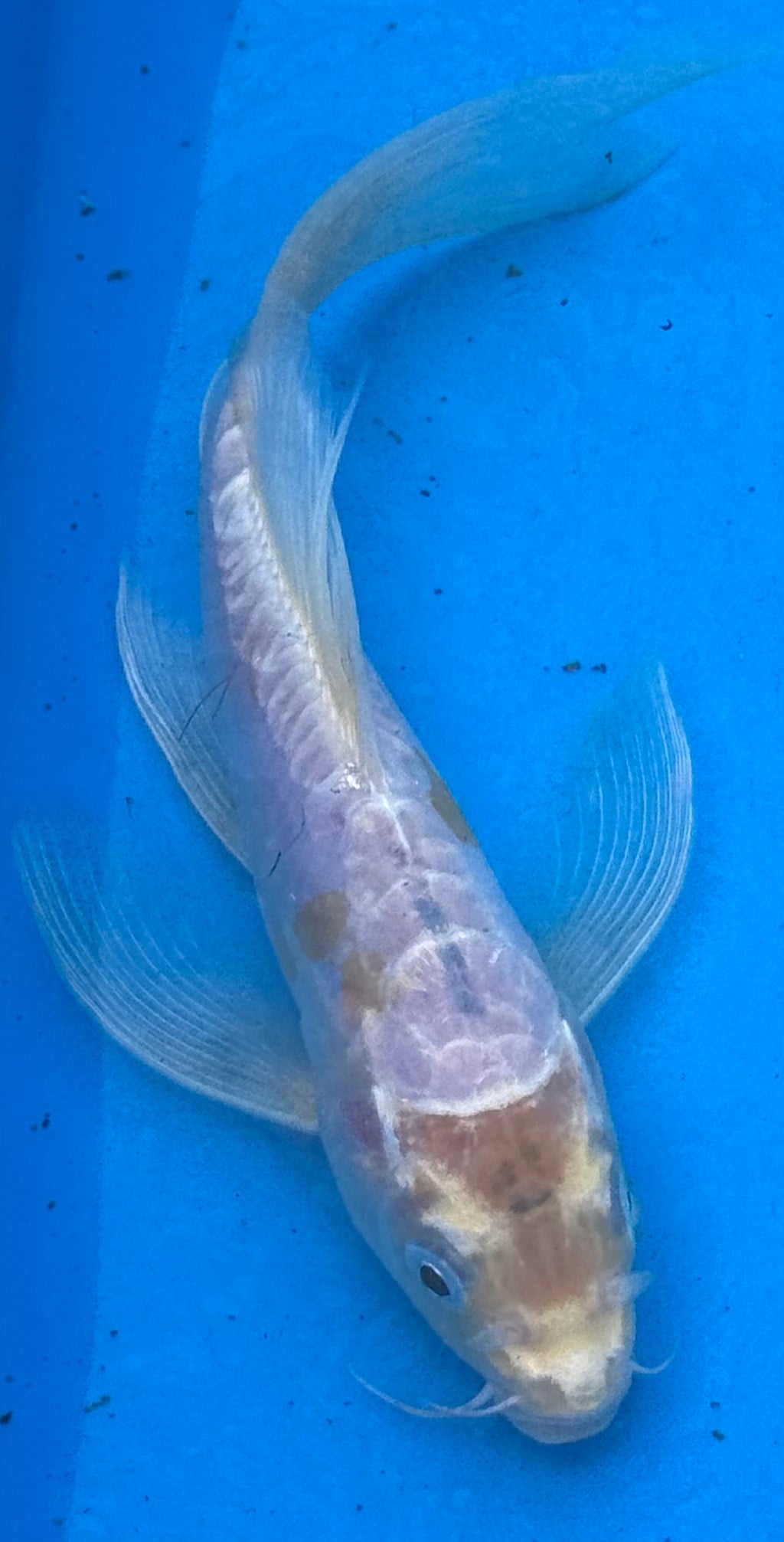 10" Blue Butterfly Fin Koi — Live Pond Fish [Select Grade]