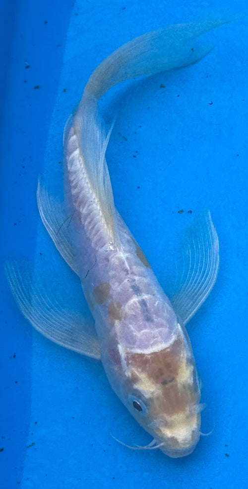 10" Blue Butterfly Fin Koi — Live Pond Fish [Select Grade]