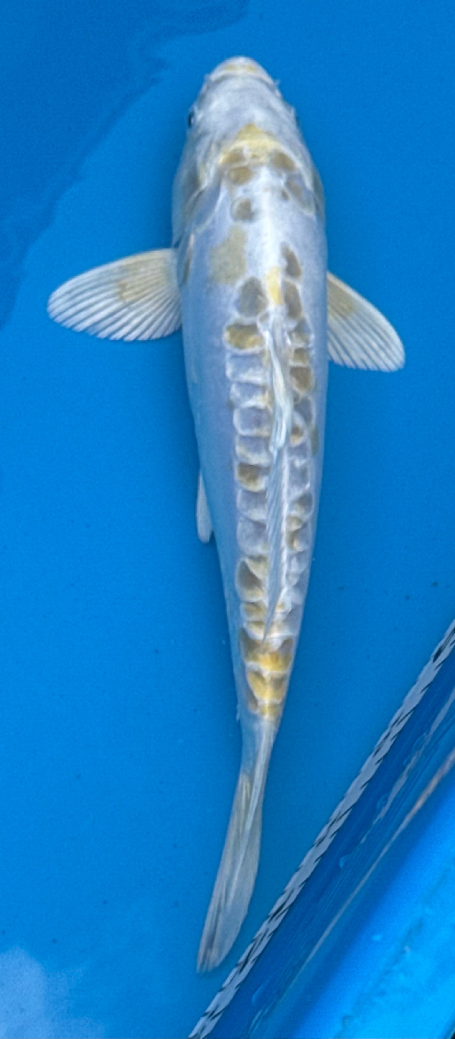 11" Kin Matsuba Standard Fin Koi — Live Pond Fish [Premium Grade]