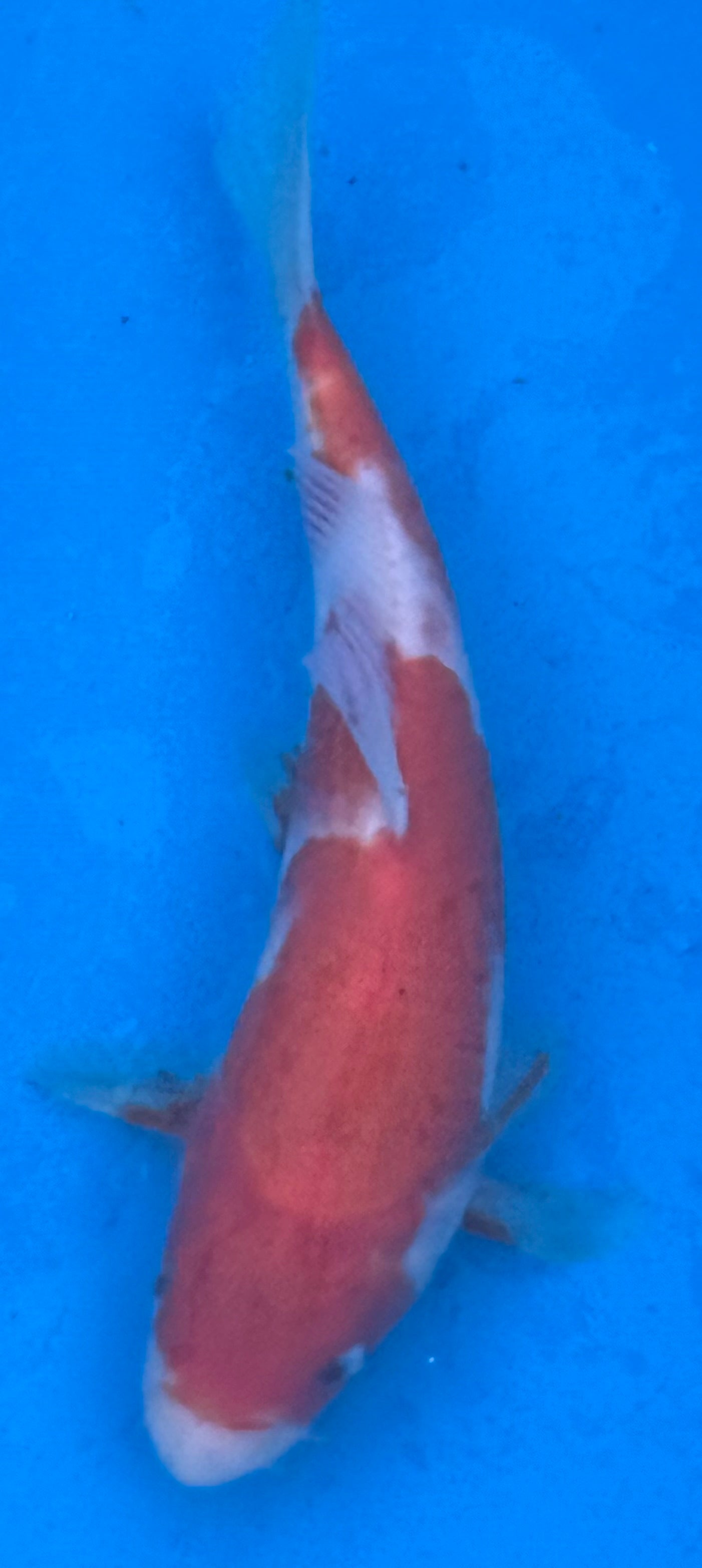 10" Kohaku Standard Fin Koi — Live Pond Fish [Premium Grade]