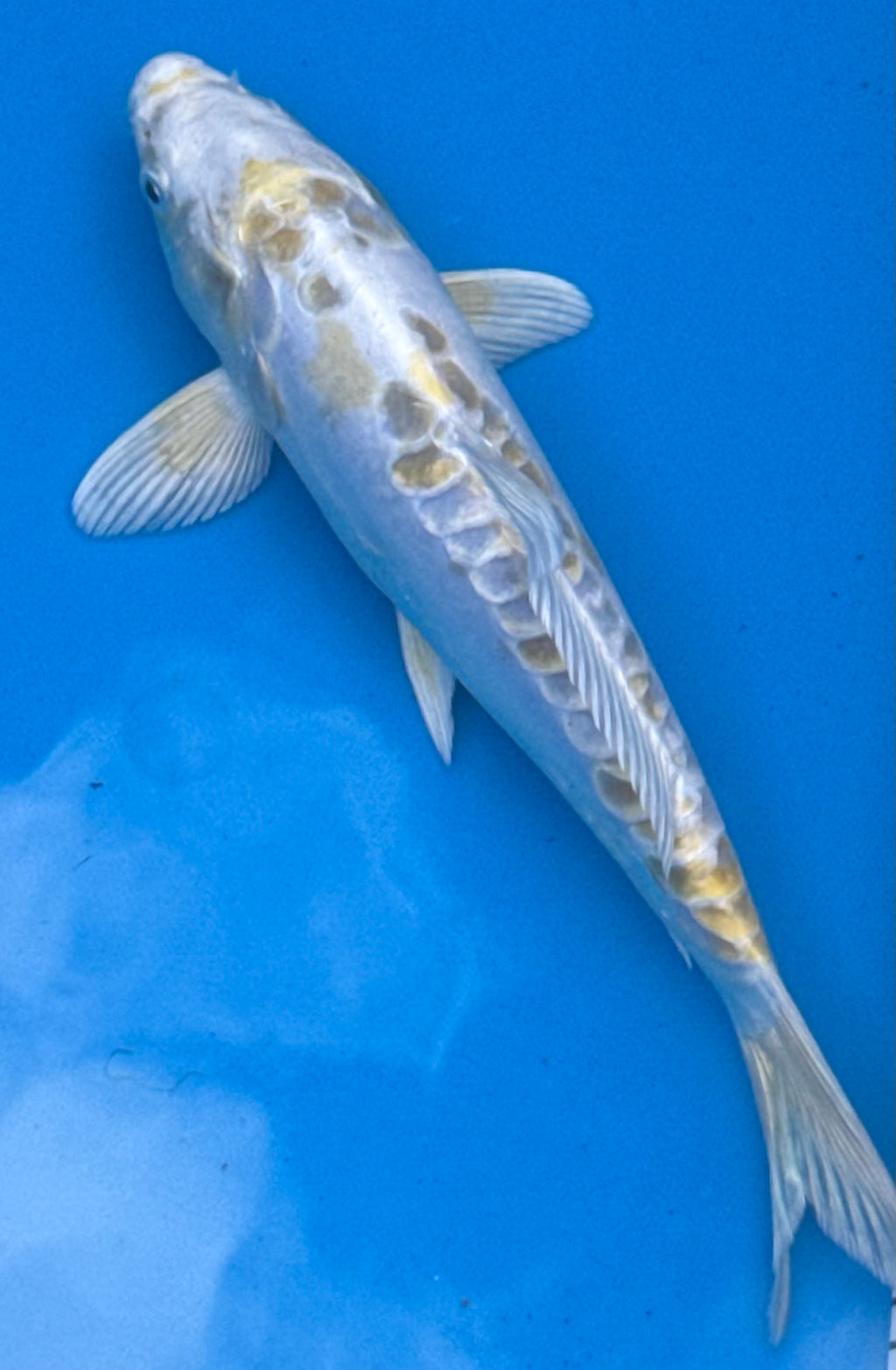 11" Kin Matsuba Standard Fin Koi — Live Pond Fish [Premium Grade]