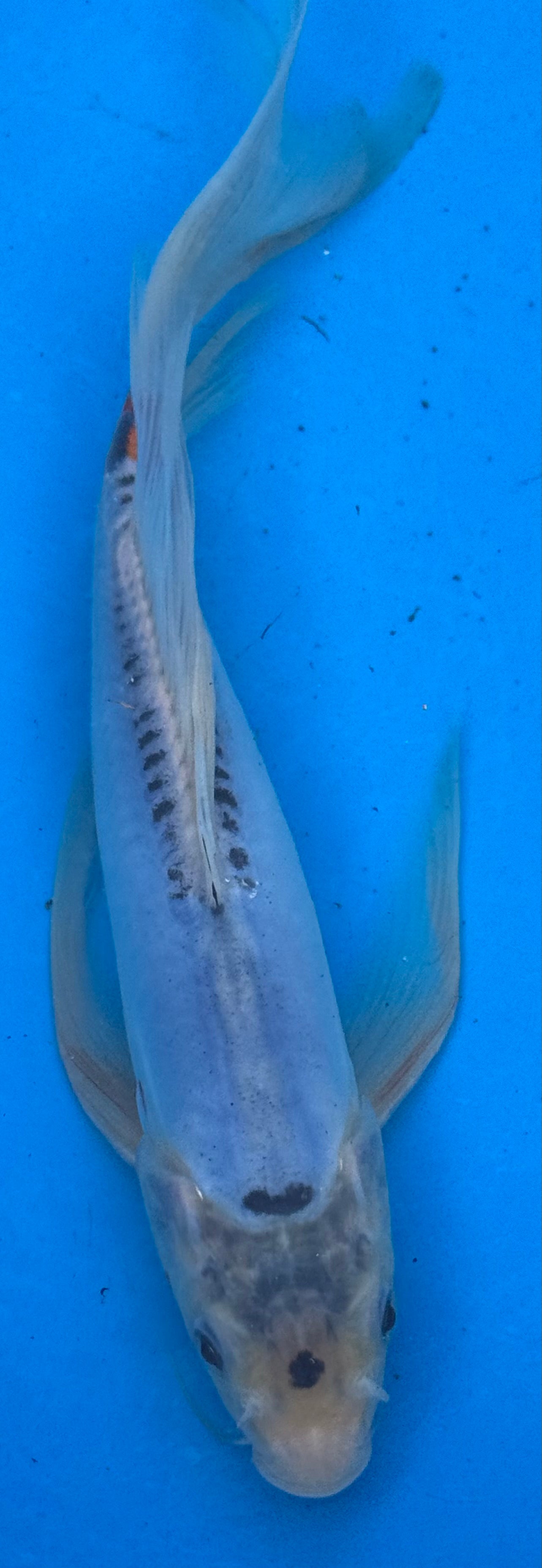 10" Blue Doitsu Kumonryu Butterfly Koi