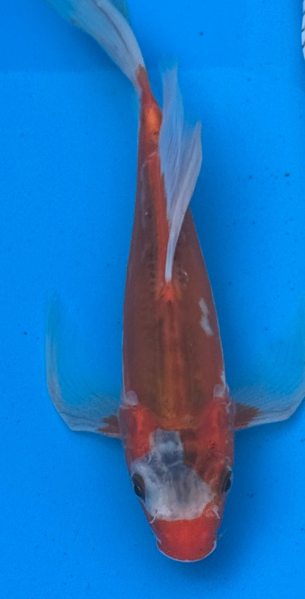 Kohaku butterfly fin koi — side view showing long flowing paired fins