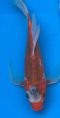 Kohaku butterfly fin koi — side view showing long flowing paired fins