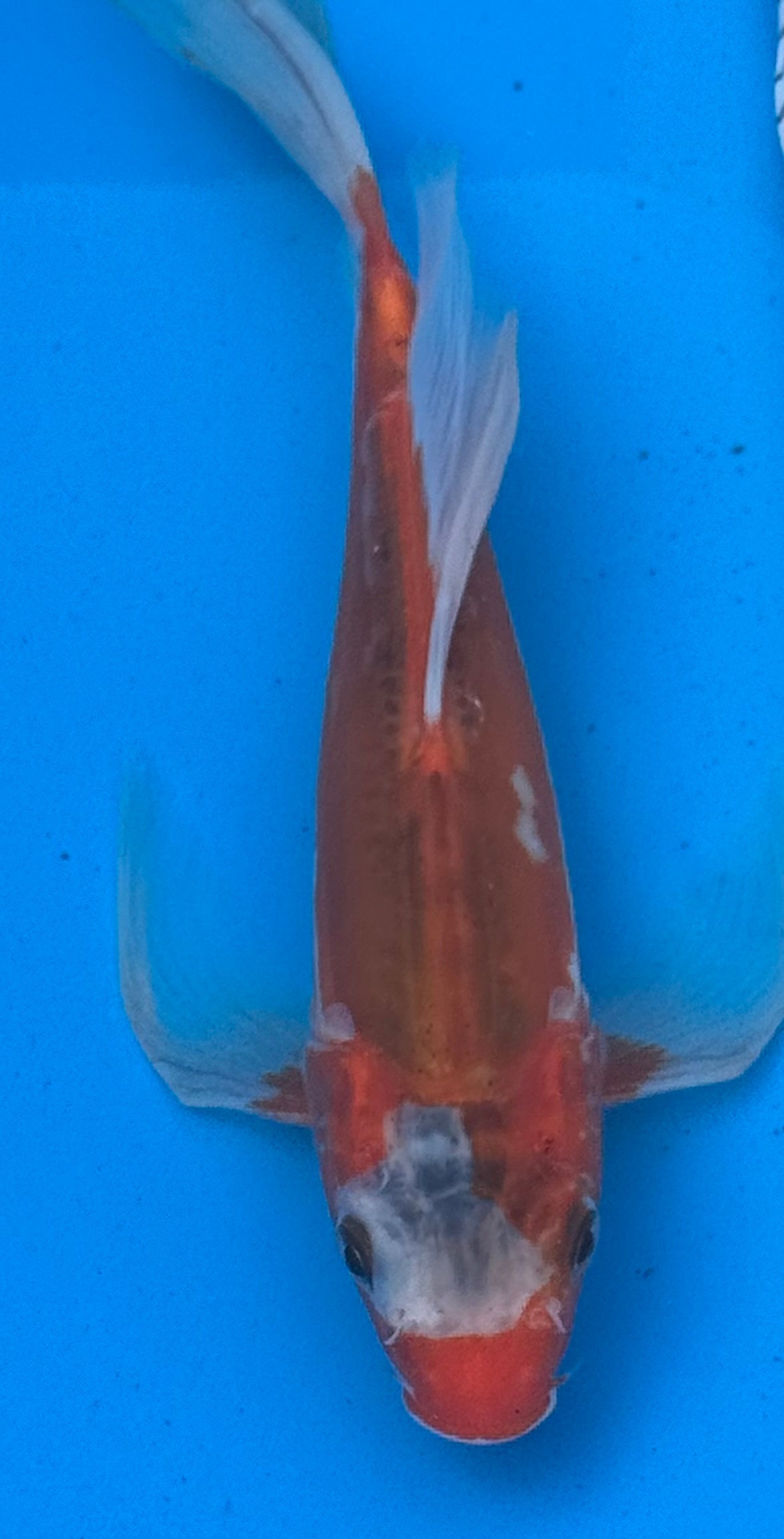 Kohaku butterfly fin koi — side view showing long flowing paired fins