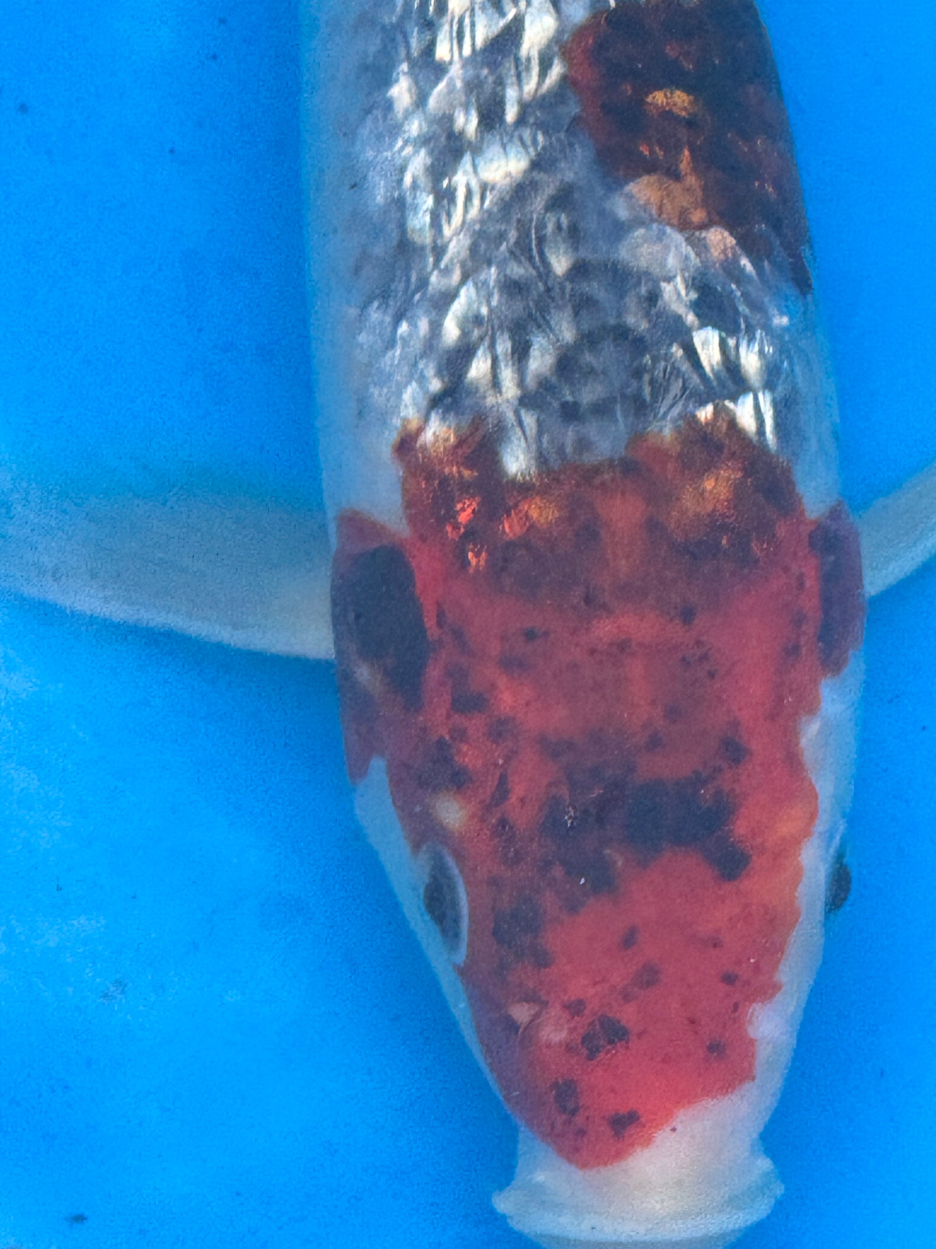 10" Showa Sanshoku Standard Fin Koi — Live Pond Fish [Premium Grade]