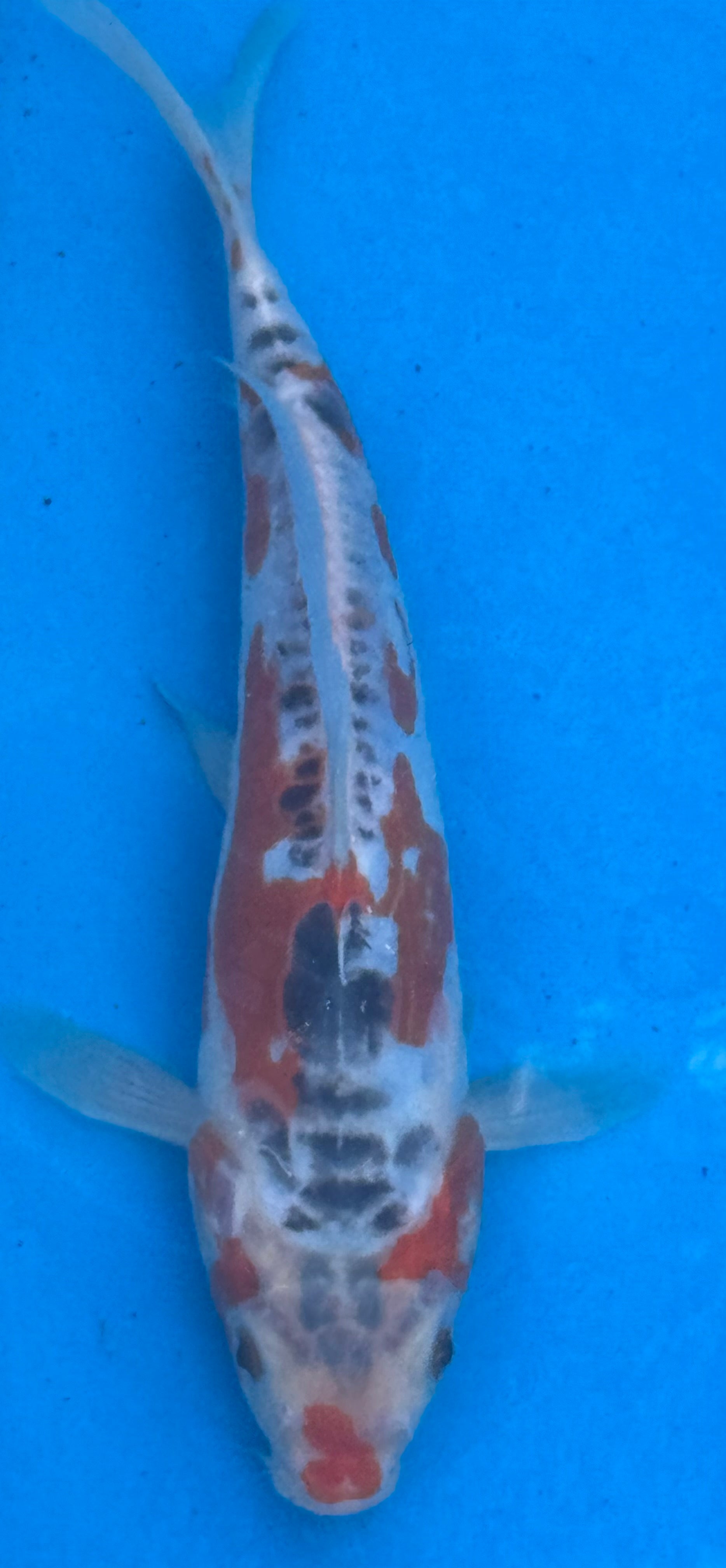 12"+ Showa Sanshoku Standard Fin Koi — Live Pond Fish [Premium Grade]