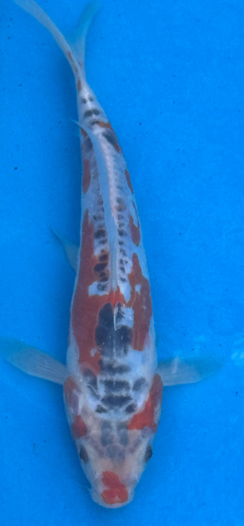 12"+ Showa Sanshoku Standard Fin Koi — Live Pond Fish [Premium Grade]