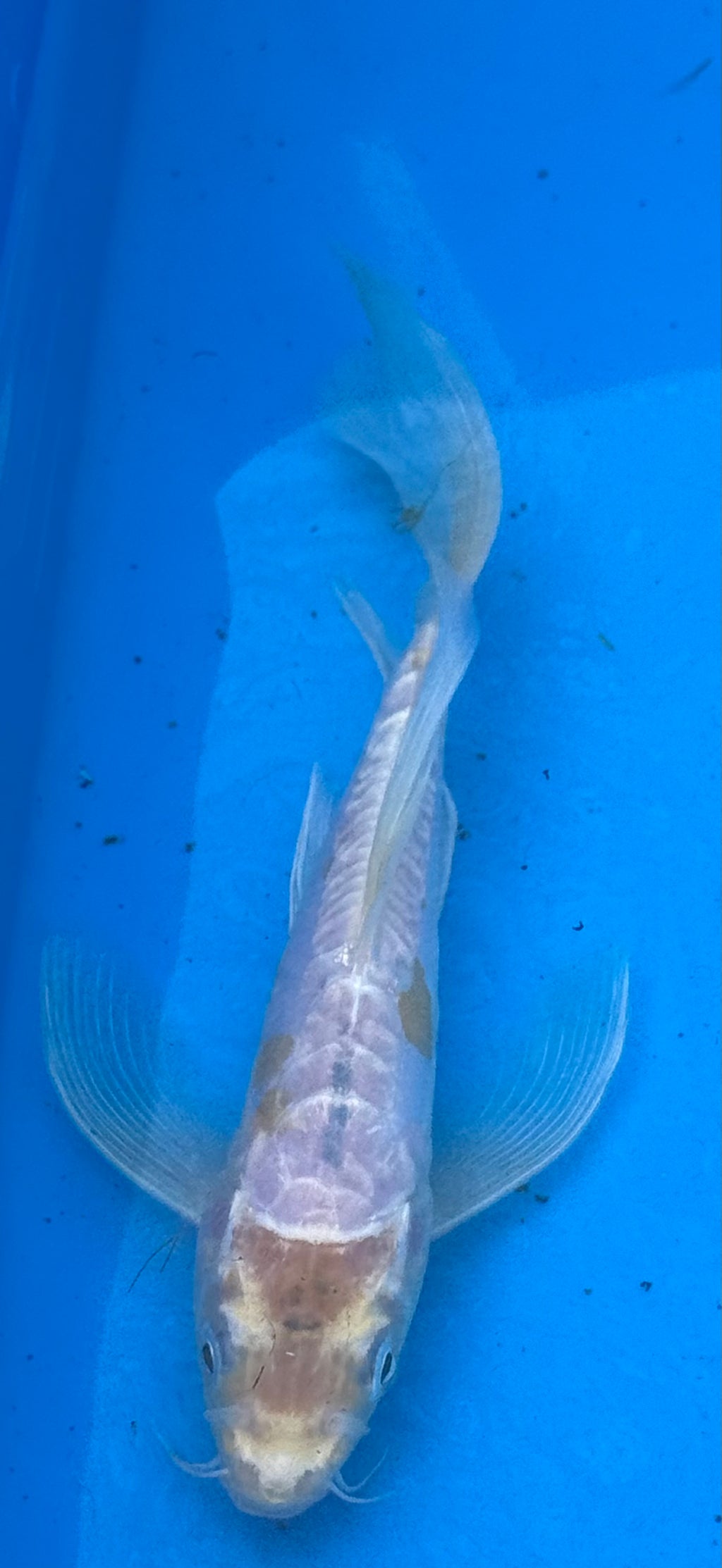 10" Blue Butterfly Fin Koi — Live Pond Fish [Select Grade]