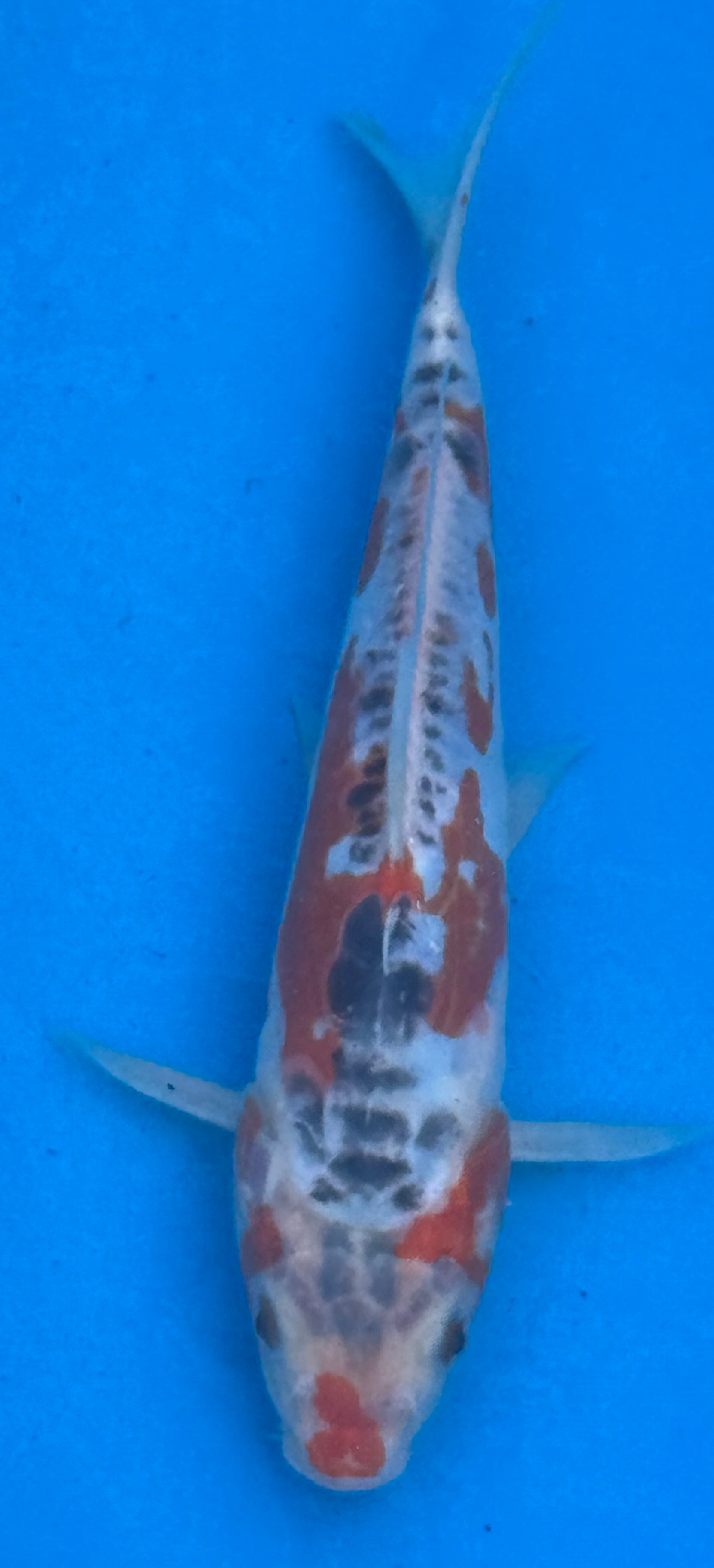 12"+ Showa Sanshoku Standard Fin Koi — Live Pond Fish [Premium Grade]