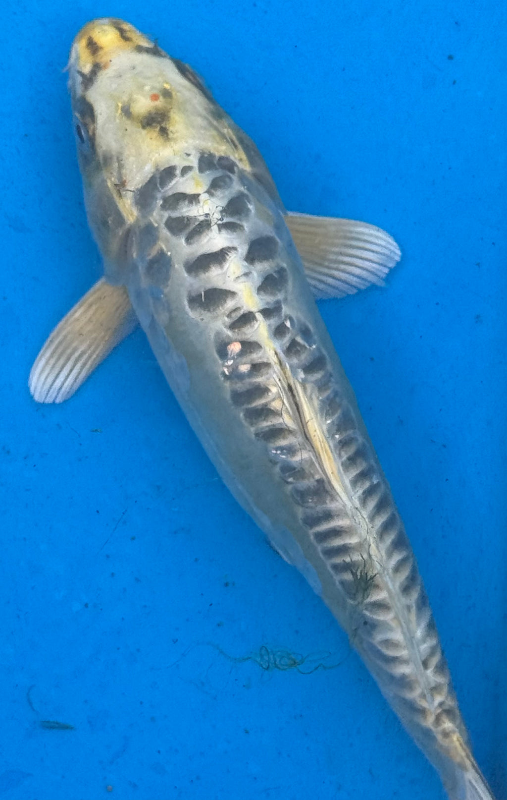 12"+ Kin Kikokuryu Standard Fin Koi — Live Pond Fish [Premium Grade]