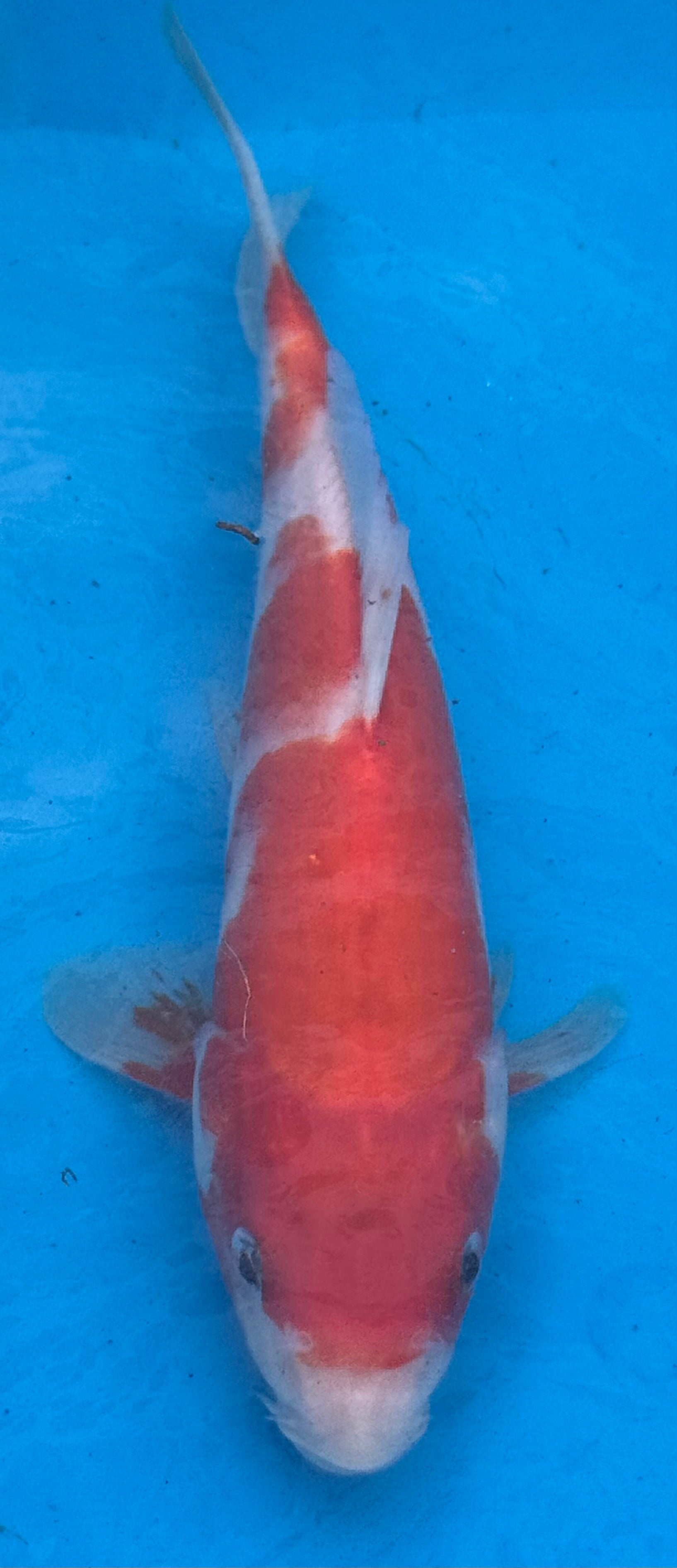 10" Kohaku Standard Fin Koi — Live Pond Fish [Premium Grade]