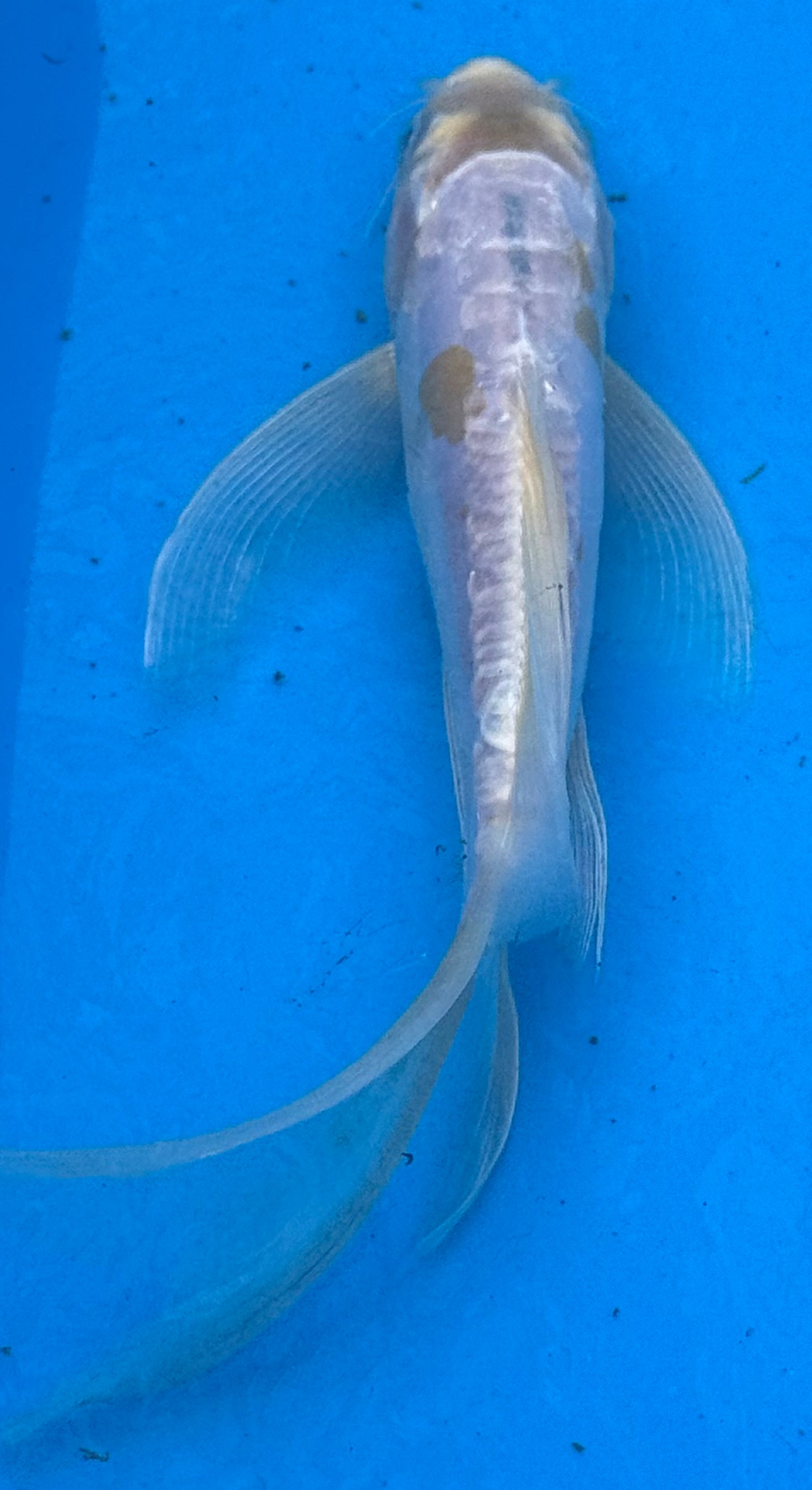 10" Blue Butterfly Fin Koi — Live Pond Fish [Select Grade]