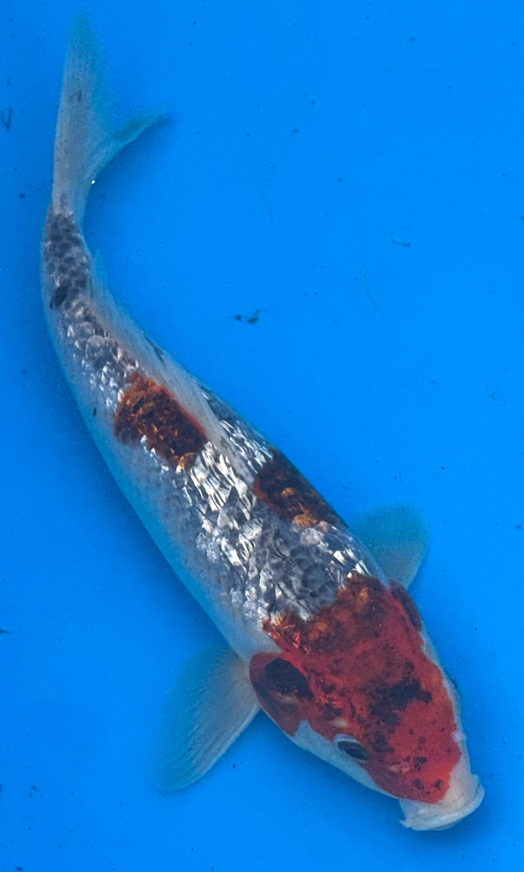 10"-12" Gin Rin Showa Select koi — top-down view showing silver Gin Rin scales with deep red hi patches and black sumi pattern