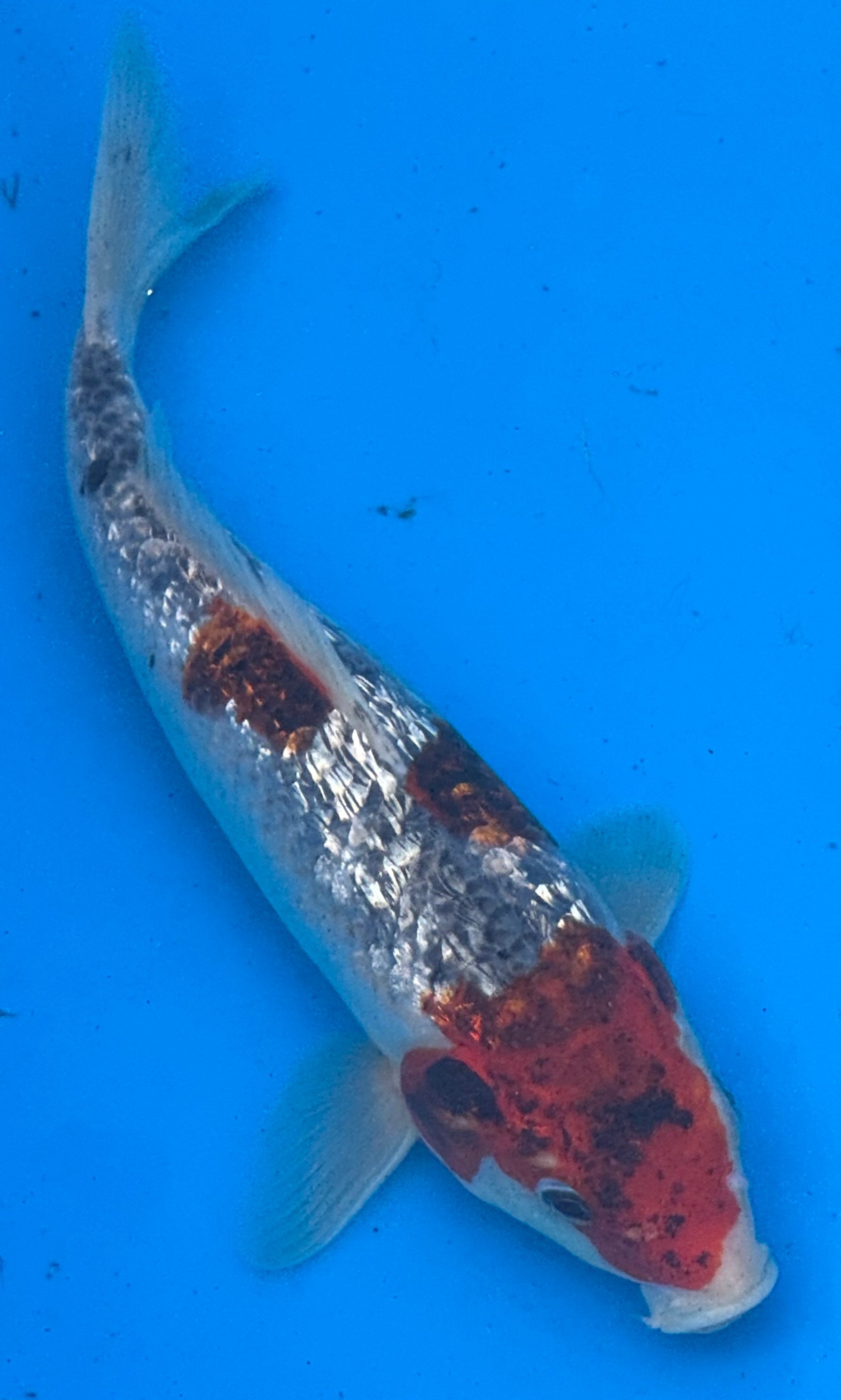 10"-12" Gin Rin Showa Select koi — top-down view showing silver Gin Rin scales with deep red hi patches and black sumi pattern
