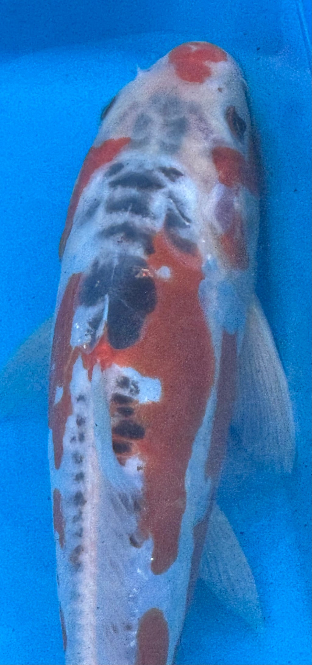 12"+ Showa Sanshoku Standard Fin Koi — Live Pond Fish [Premium Grade]