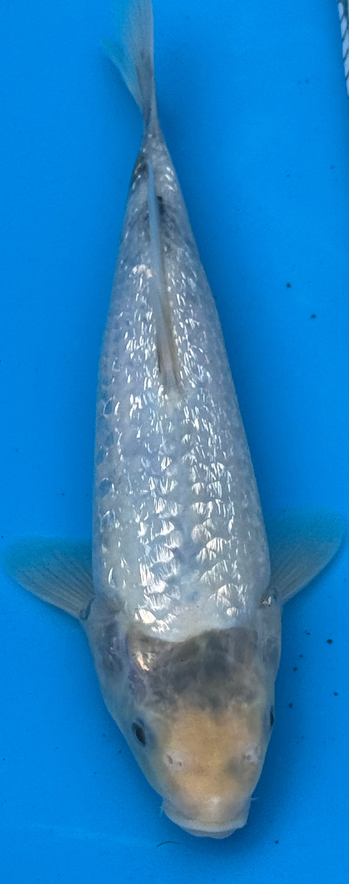 12"+ Chagoi Standard Fin Koi — Live Pond Fish [Select Grade]