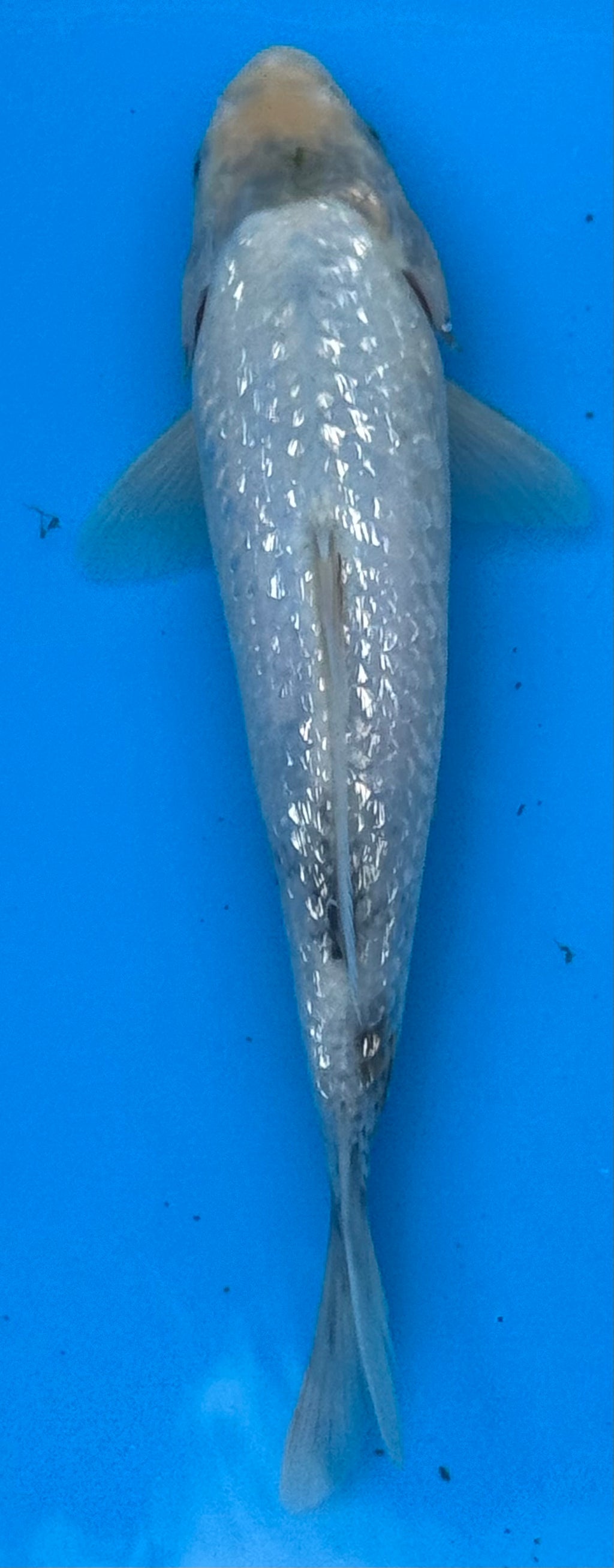 12"+ Chagoi Standard Fin Koi — Live Pond Fish [Select Grade]