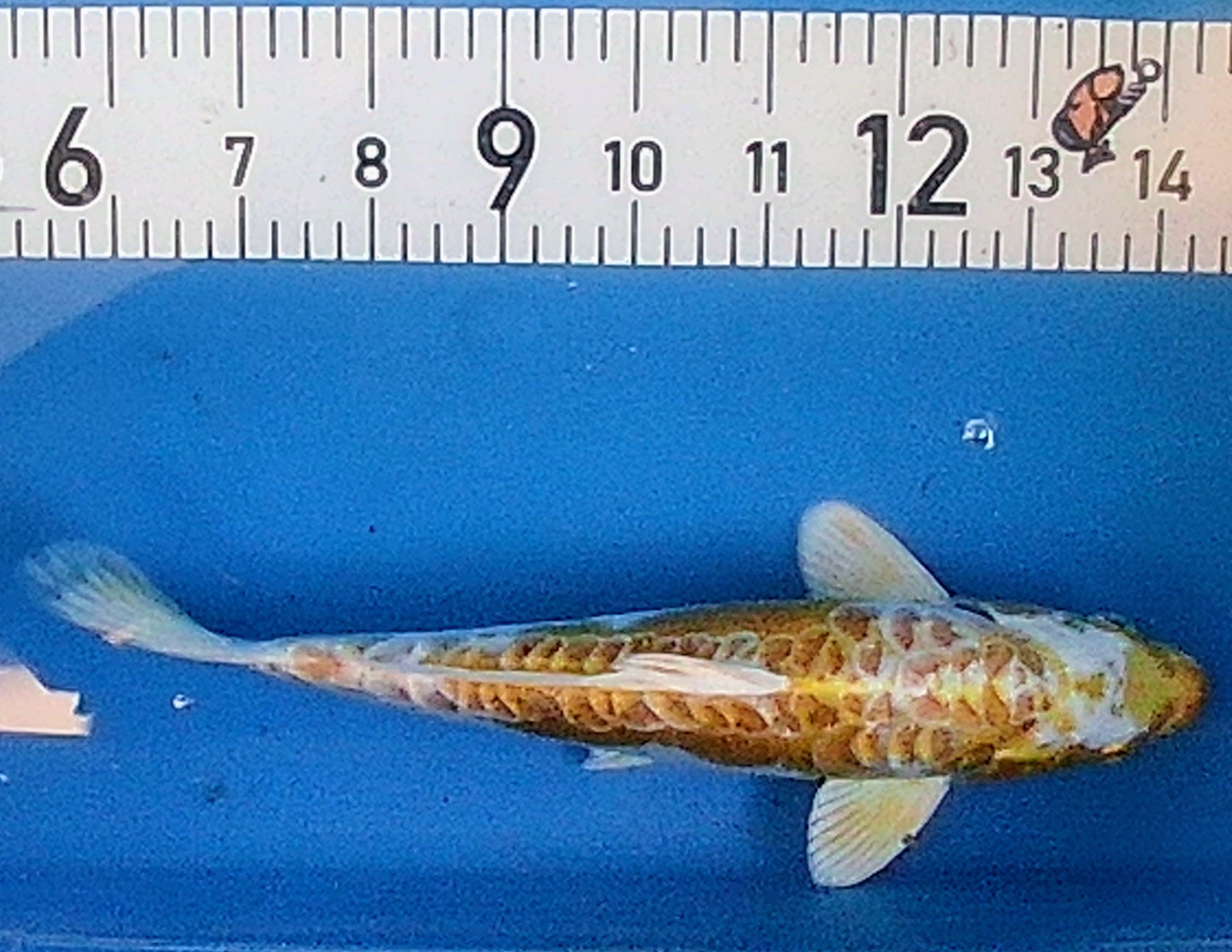 10" Yamabuki Ogon Standard Fin Koi — Live Pond Fish [Premium Grade]
