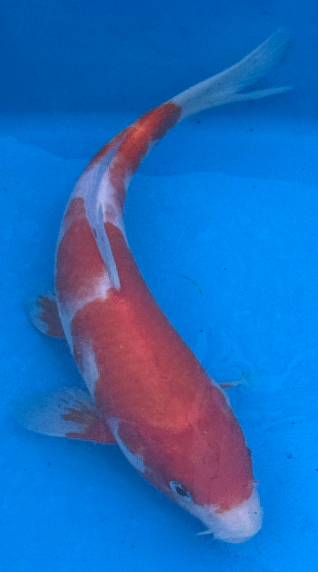 10" Kohaku Standard Fin Koi — Live Pond Fish [Premium Grade]