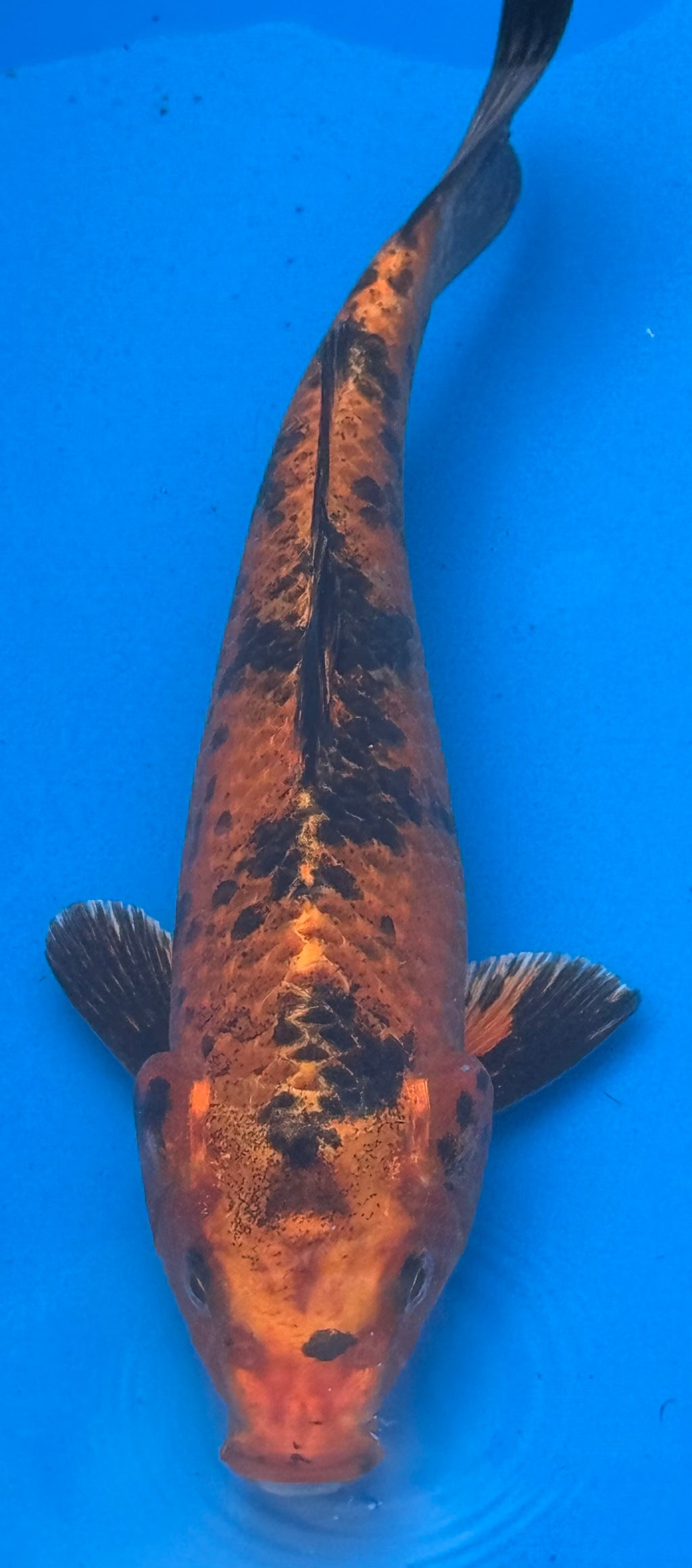 12"+ Hi Showa Standard Fin Koi — Live Pond Fish [Premium Grade]