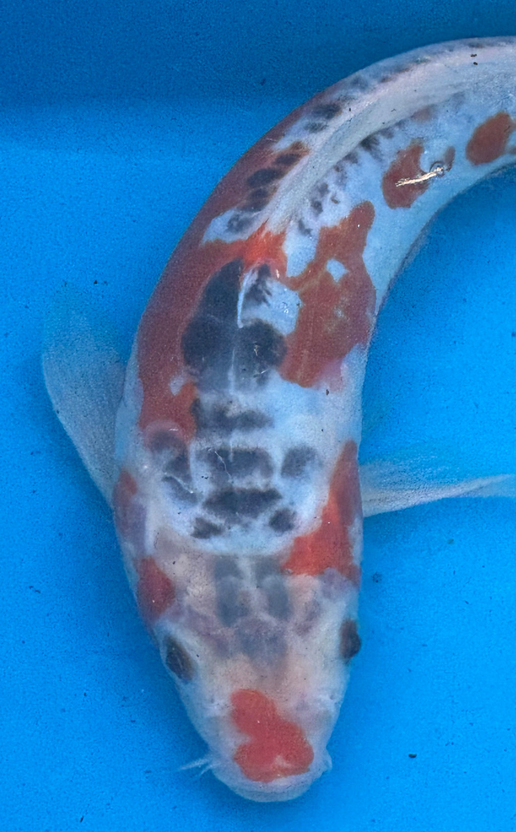 12"+ Showa Sanshoku Standard Fin Koi — Live Pond Fish [Premium Grade]