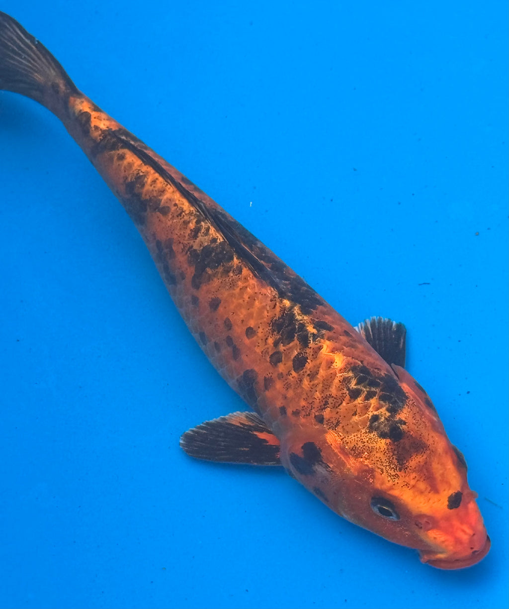 12"+ Hi Showa Standard Fin Koi — Live Pond Fish [Premium Grade]
