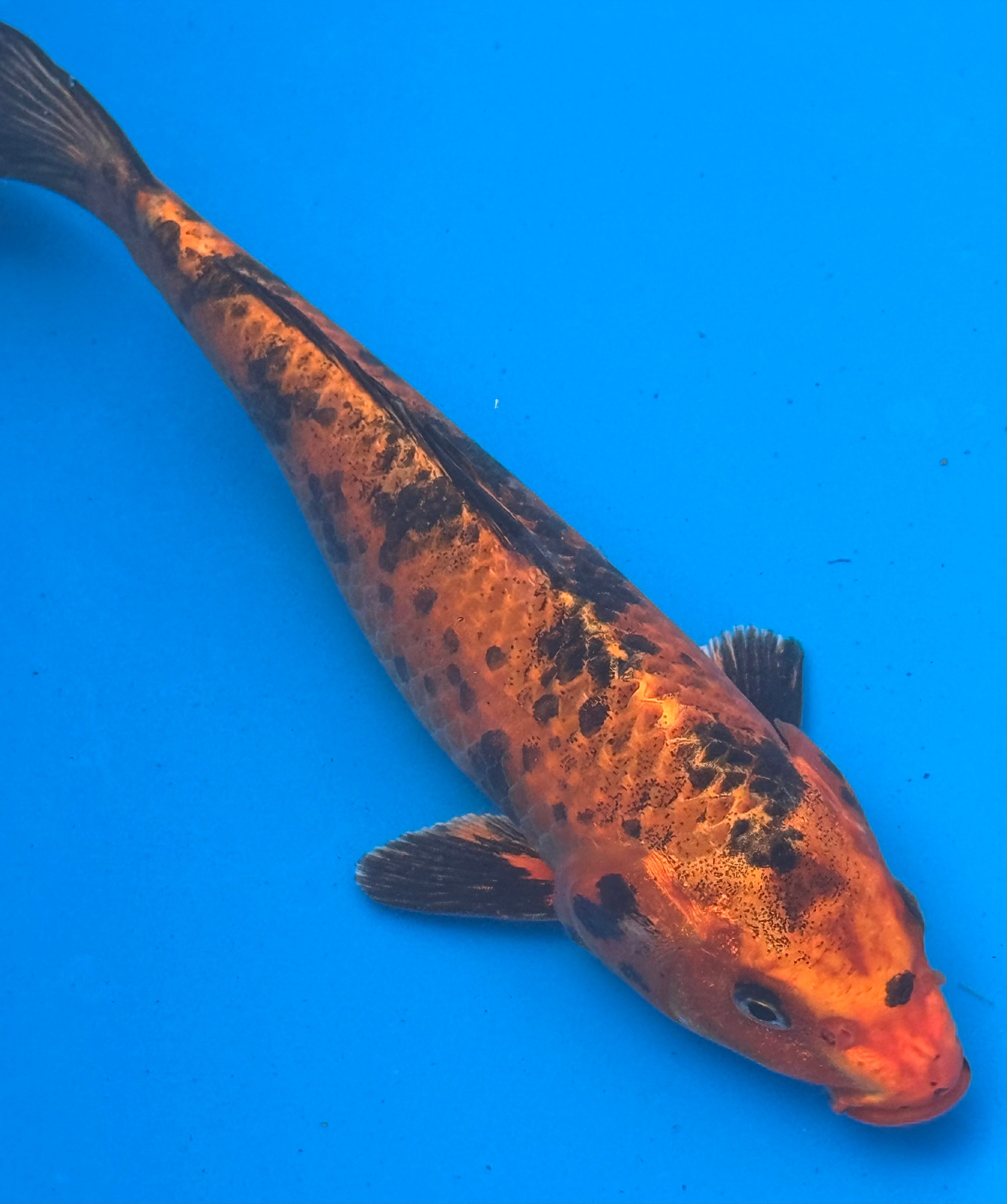 12"+ Hi Showa Standard Fin Koi — Live Pond Fish [Premium Grade]