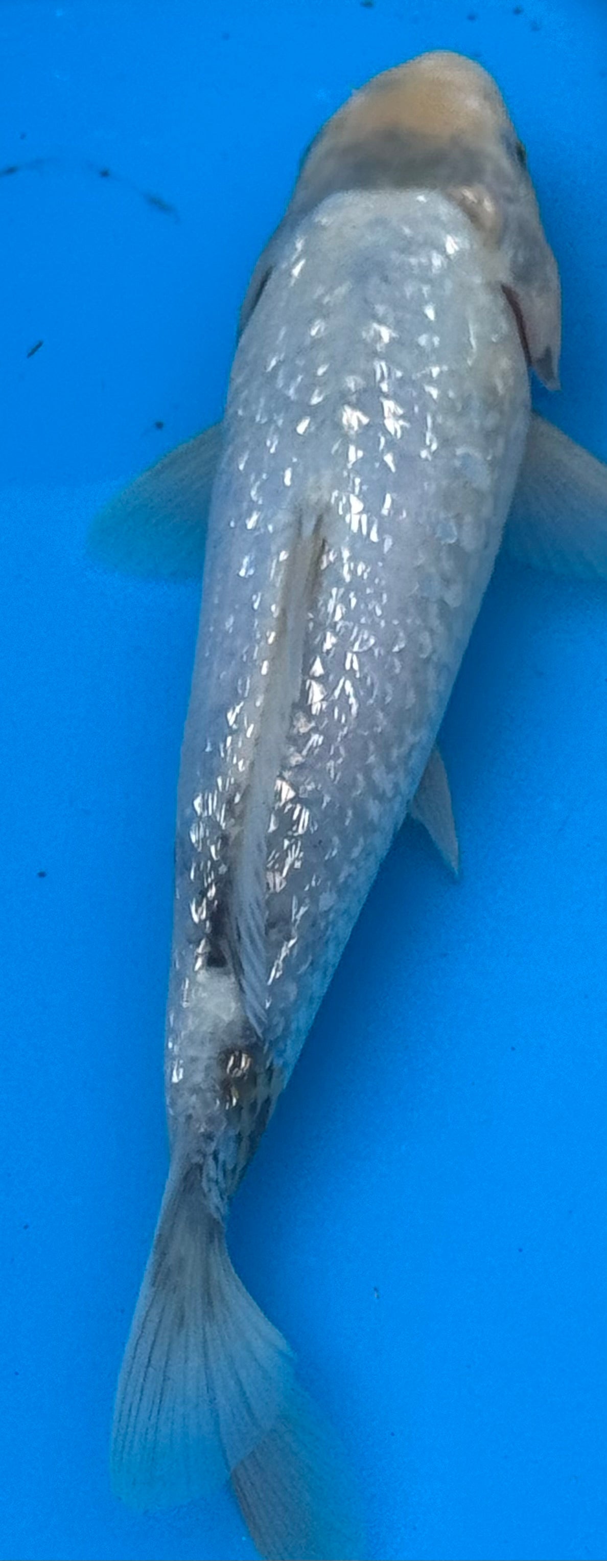 12"+ Chagoi Standard Fin Koi — Live Pond Fish [Select Grade]