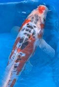 10"-12" Showa Sanshoku Select koi — top-down view showing white base with bold red hi patches and heavy black sumi pattern